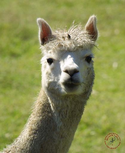 Alpaca 9R018D-004.JPG